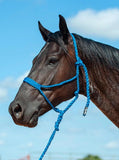 Flat Braid Halter with 8ft Lead - Blue - Halters & Leads - Cashel Company - Bronco Western Supply Co.